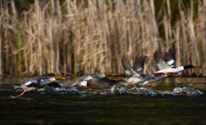 Common Mergansers Taking Flight
